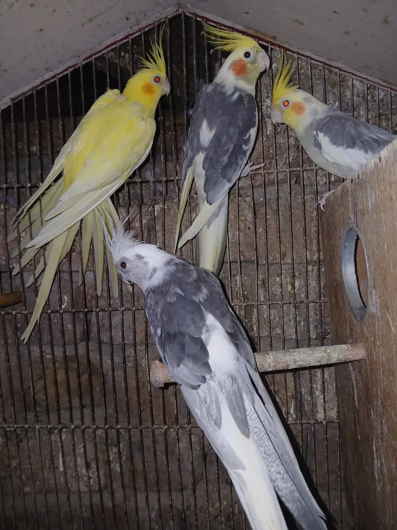 cocktail breeder pairs — photo 4