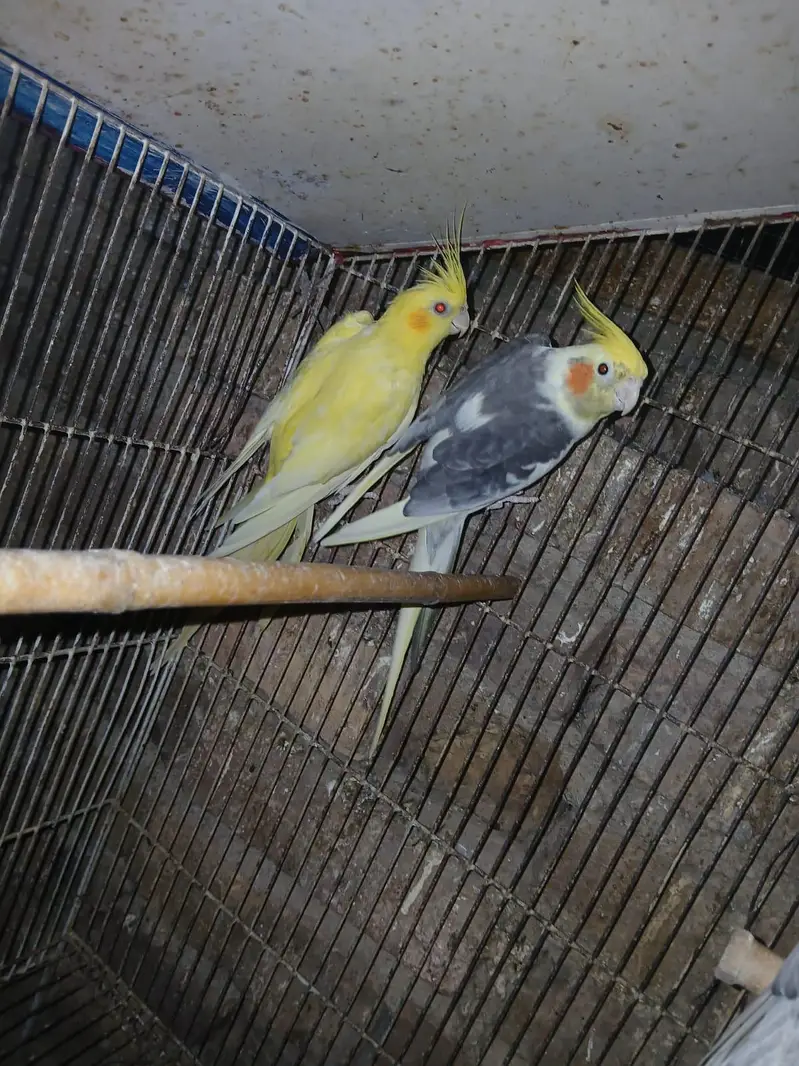 cocktail breeder pairs — photo 5