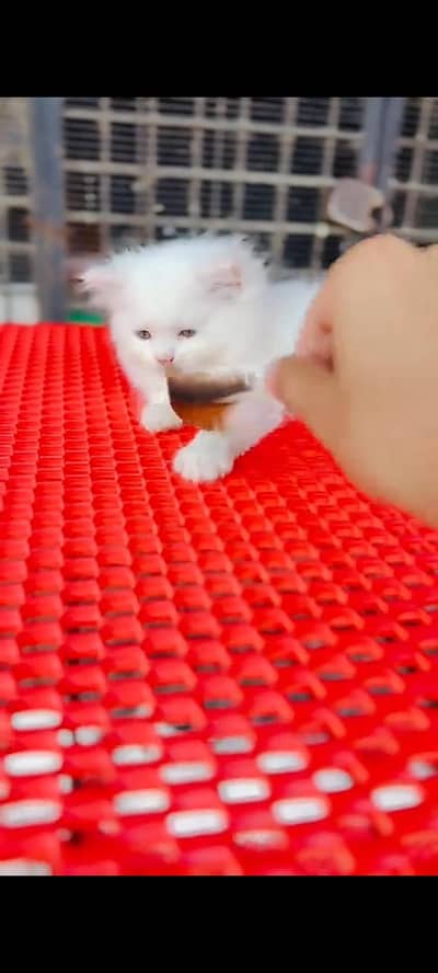 Persian cat for sale male or female my WhatsApp327=42=47=133