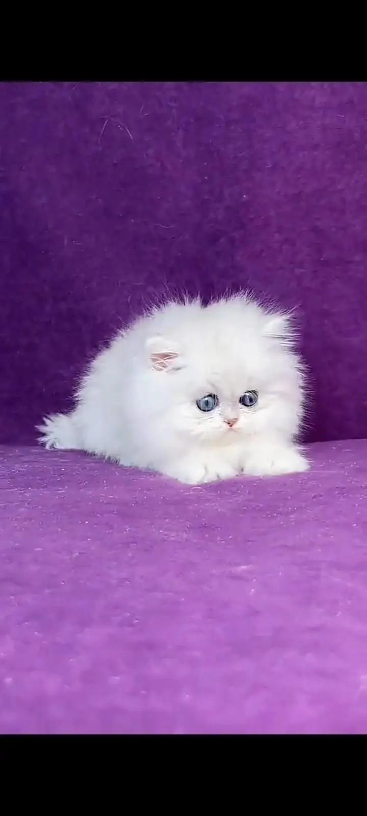 Persian cat for sale male or female my WhatsApp327=42=47=133 — photo 2