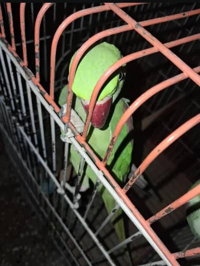 female parrot