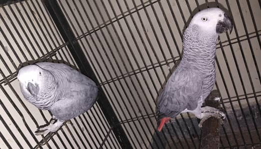 African gray full talking parrot