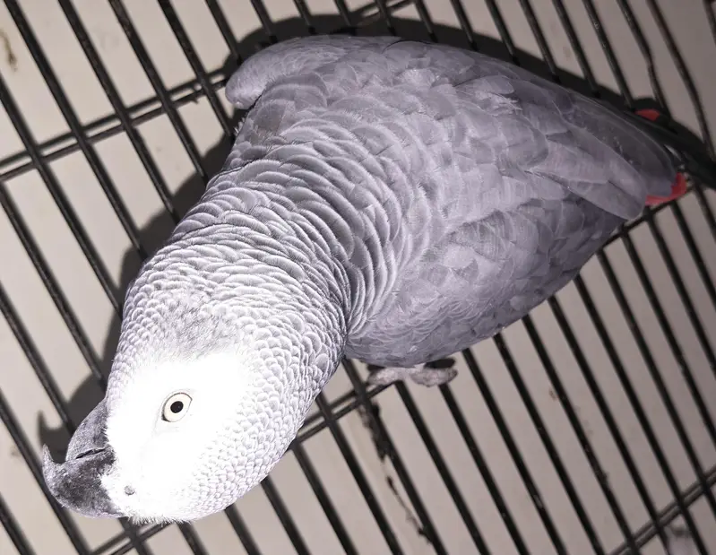 African gray full talking parrot — photo 2
