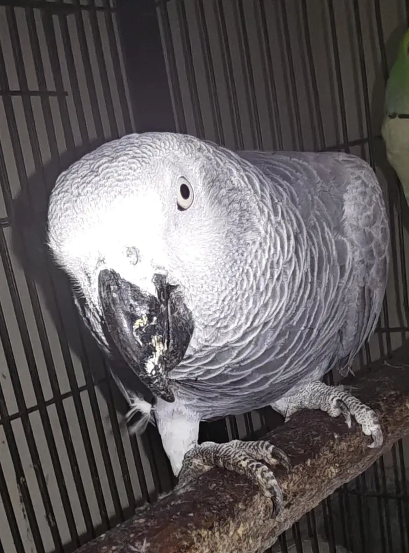 African gray full talking parrot — photo 3