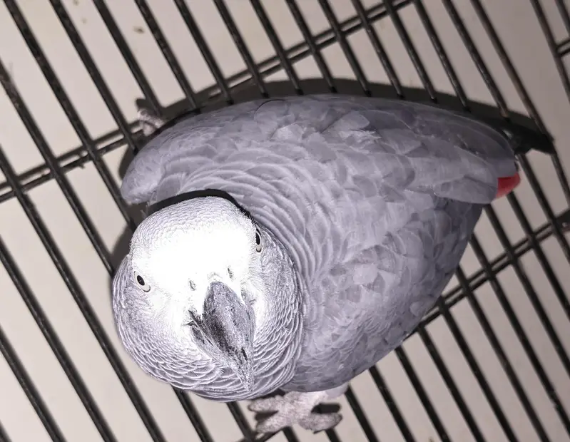 African gray full talking parrot — photo 4