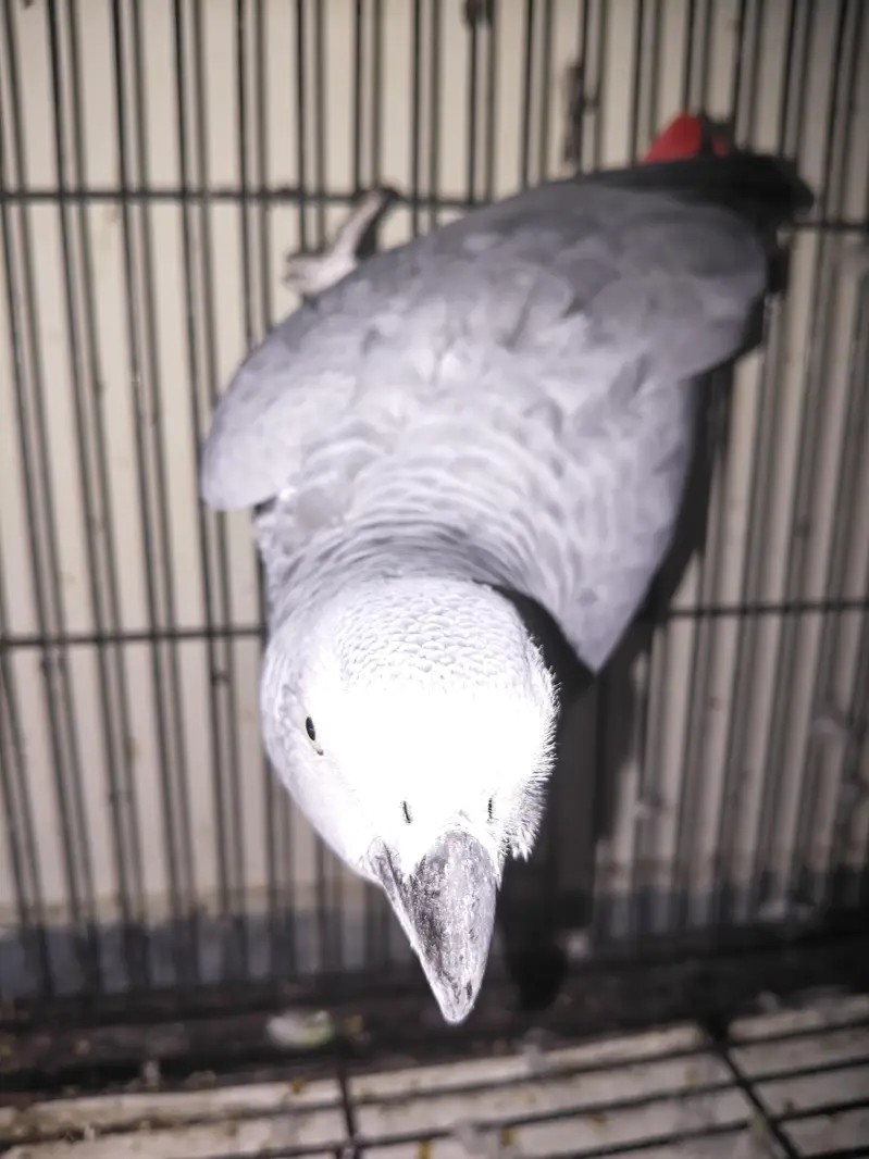 African gray full talking parrot — photo 5