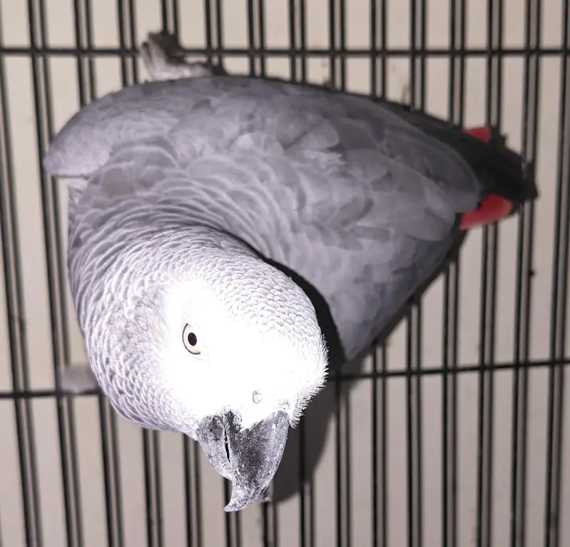 African gray full talking parrot — photo 6