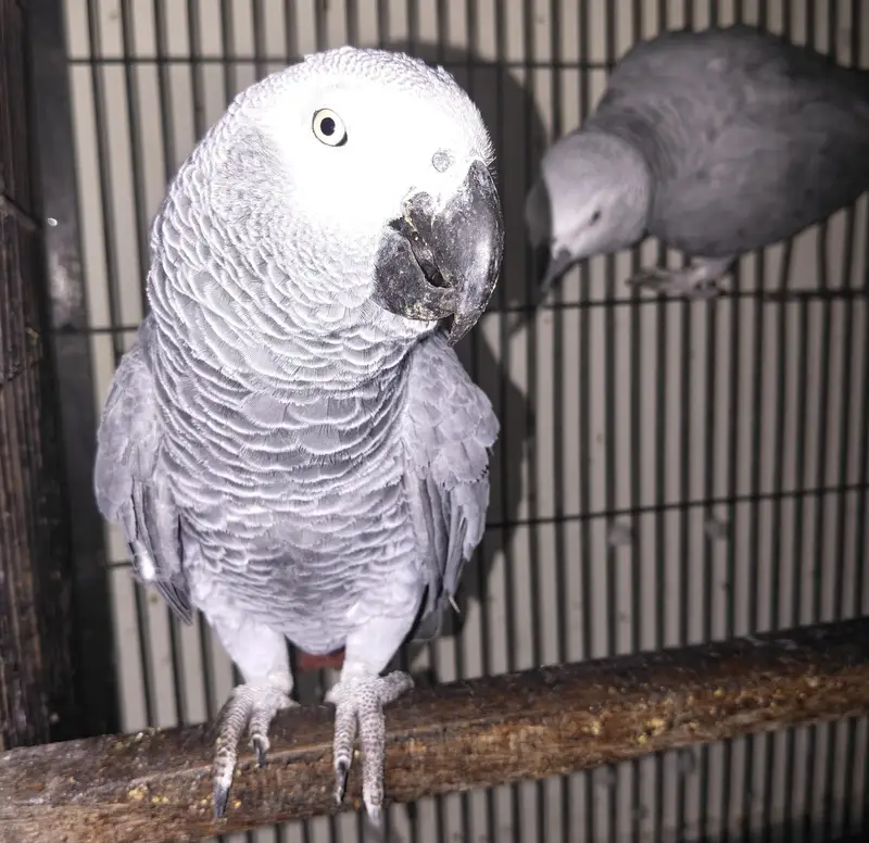 African gray full talking parrot — photo 7
