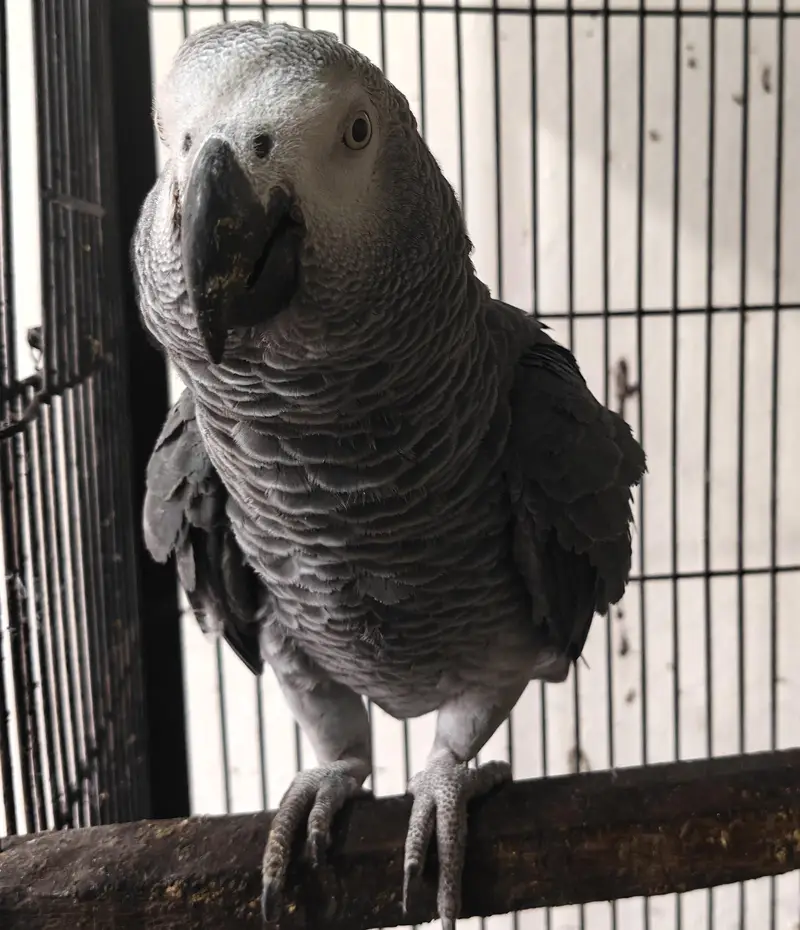 African gray full talking parrot — photo 8