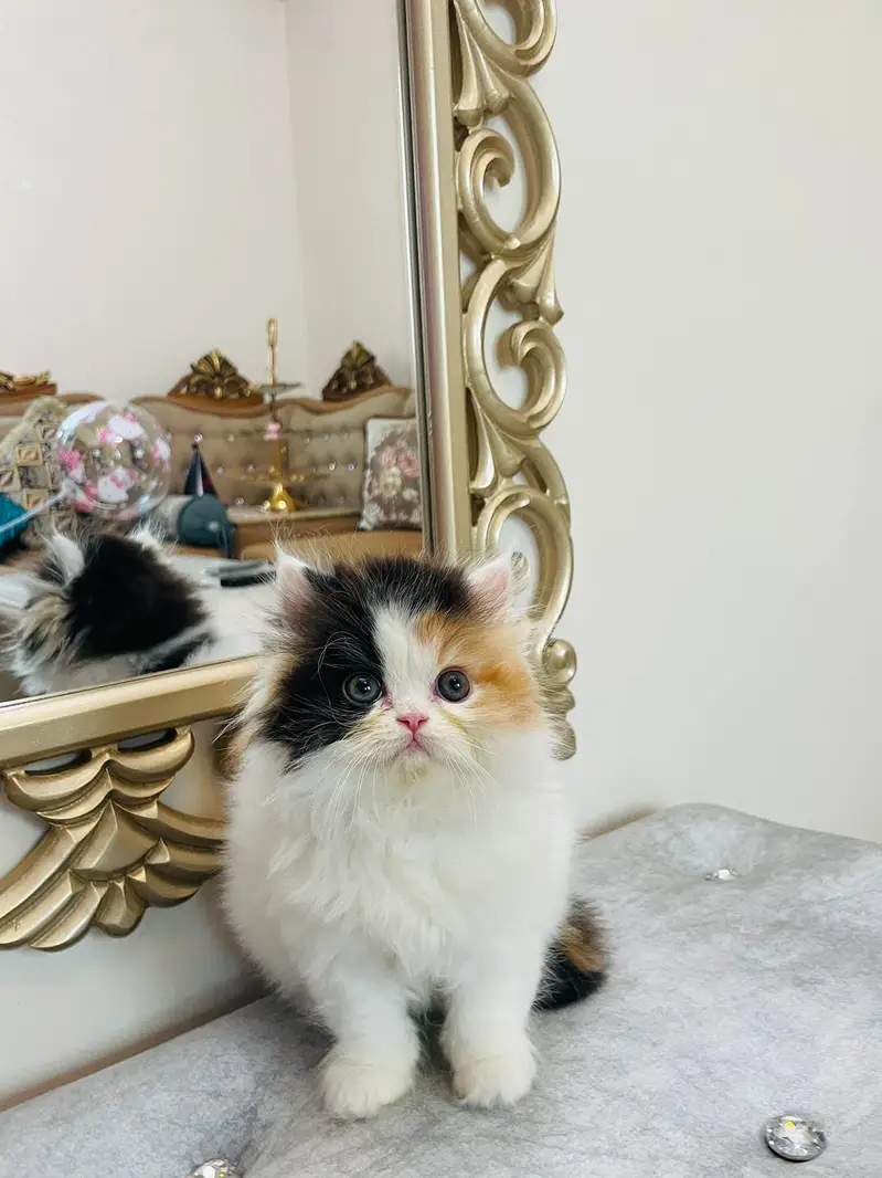 Persian kittens whatp ///0322 ///0396547/// — photo 3