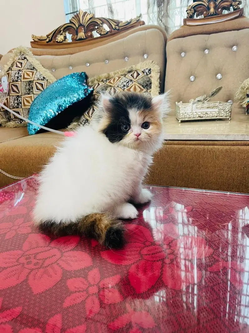 Persian kittens whatp ///0322 ///0396547/// — photo 4