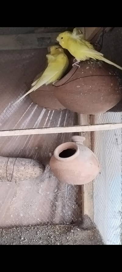 Hogoromo breeder pair