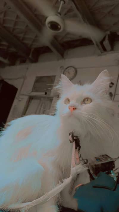 arjant sale home cat achi bili ha Kate b nai ha