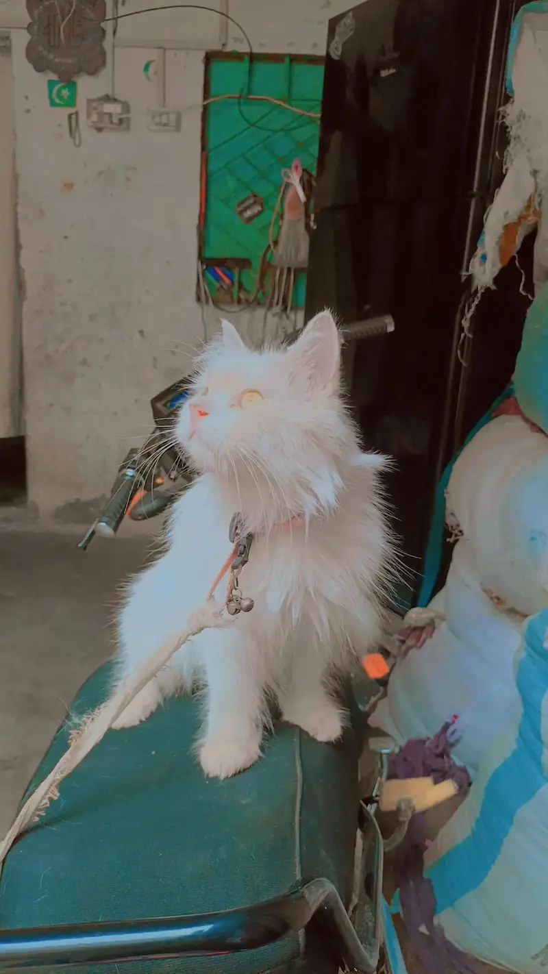 arjant sale home cat achi bili ha Kate b nai ha — photo 2