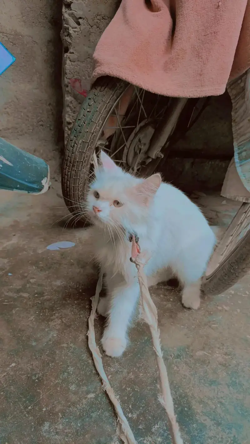 arjant sale home cat achi bili ha Kate b nai ha — photo 3
