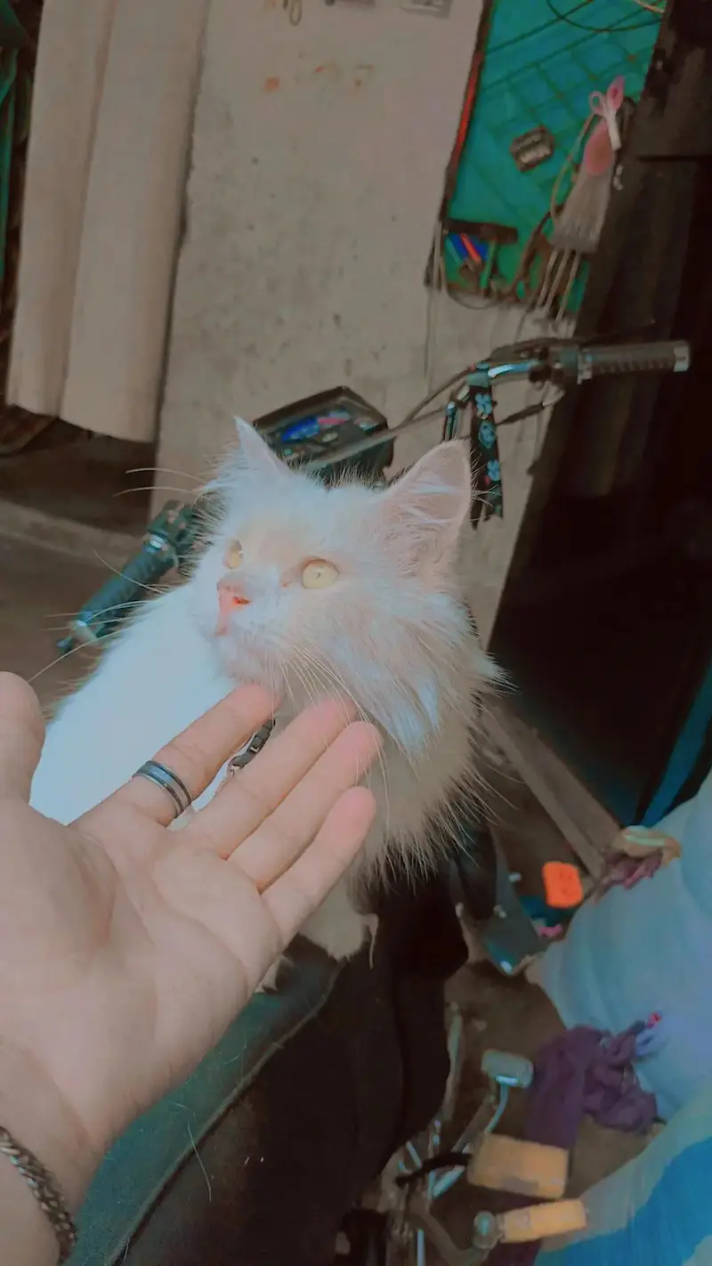 arjant sale home cat achi bili ha Kate b nai ha — photo 4