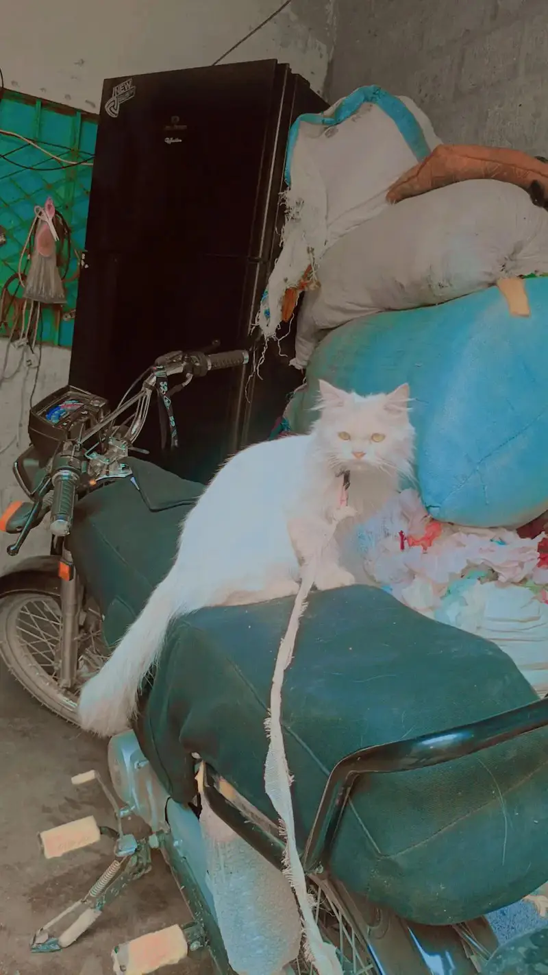 arjant sale home cat achi bili ha Kate b nai ha — photo 5