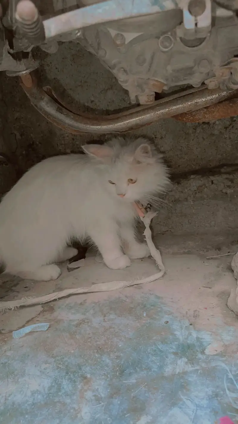 arjant sale home cat achi bili ha Kate b nai ha — photo 6