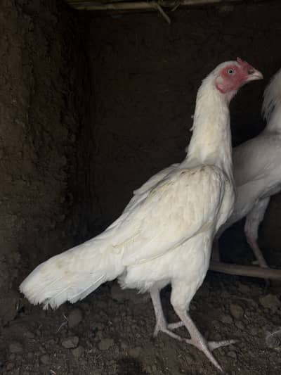 Paper white pair heera aseel