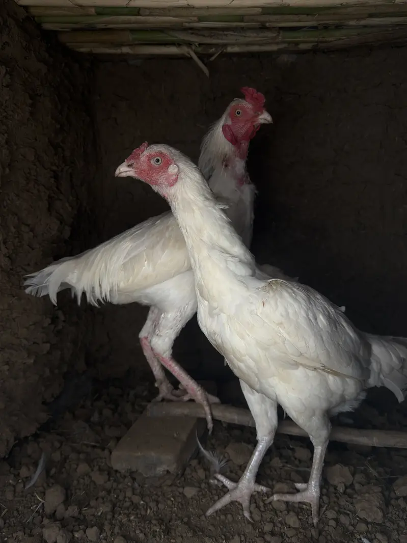 Paper white pair heera aseel — photo 2