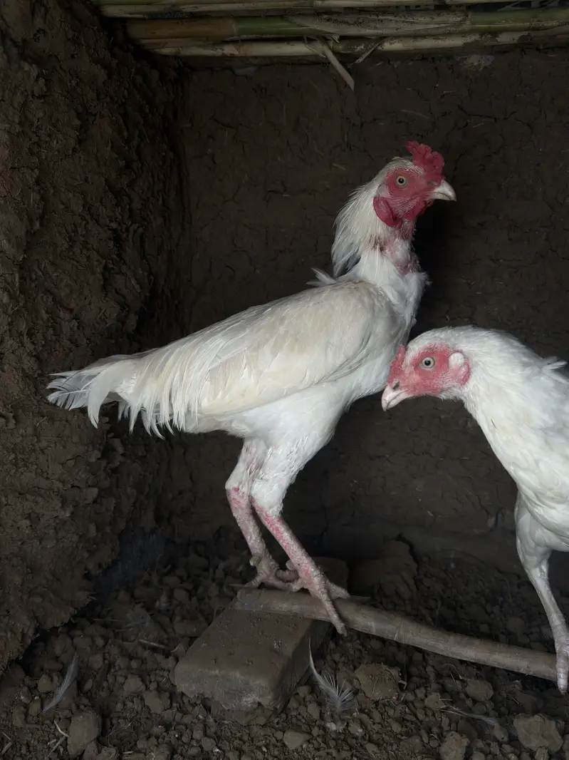Paper white pair heera aseel — photo 3
