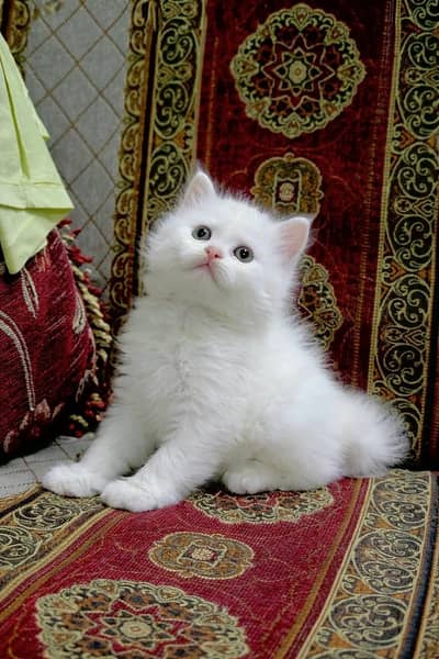 Persian kittens whatp ///0322 ///0396547///