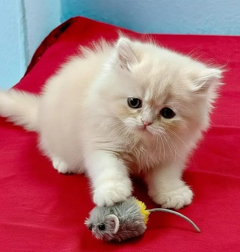 Persian kittens whatp ///0322 ///0396547/// — photo 4