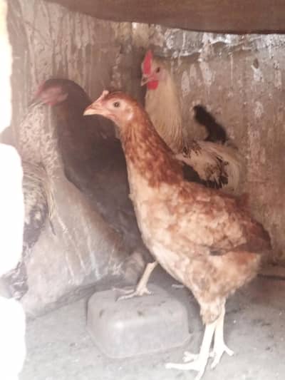 pure Desi egg layer 2 murgi and 2 murga