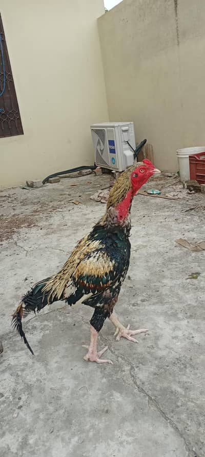 Aseel Murgha For sale