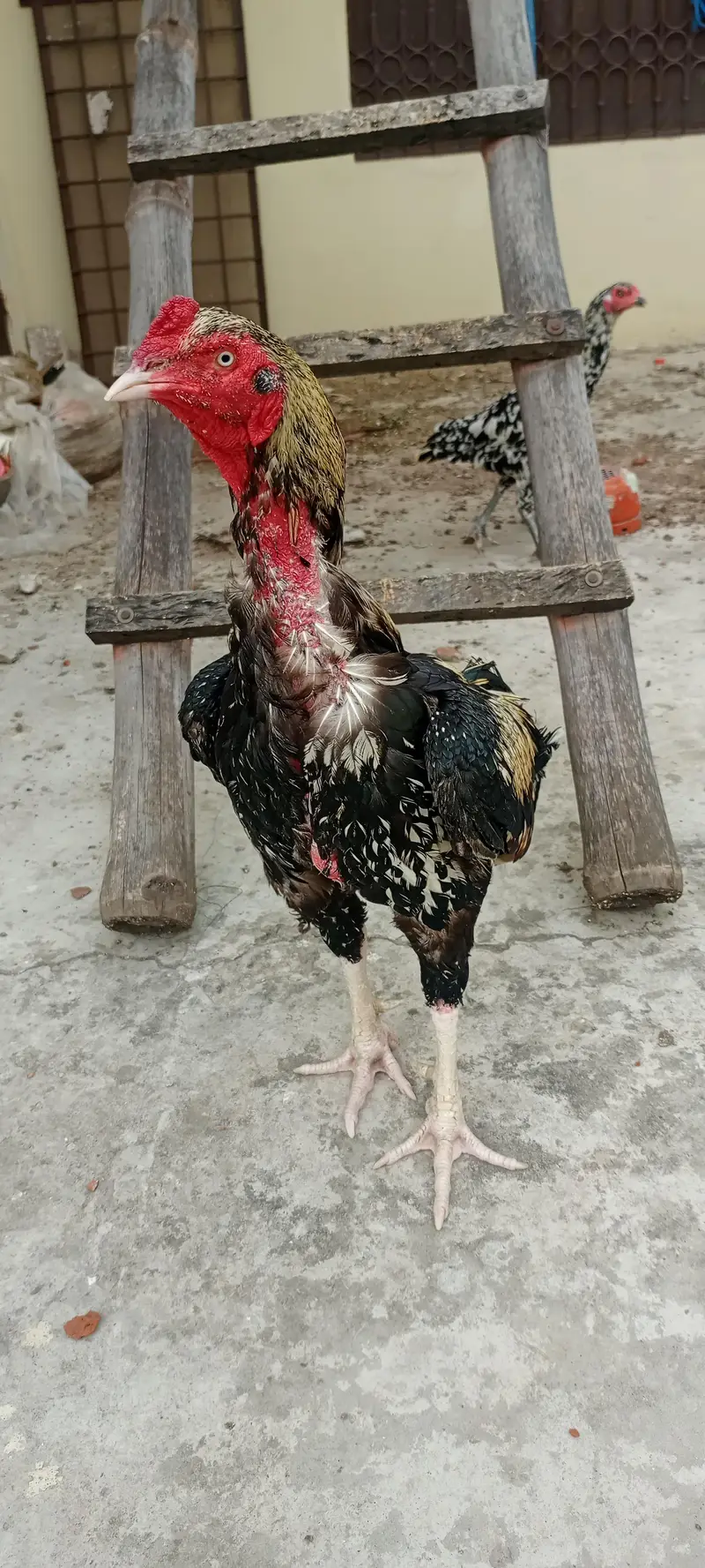 Aseel Murgha For sale — photo 2