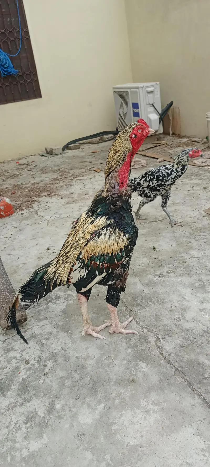 Aseel Murgha For sale — photo 3