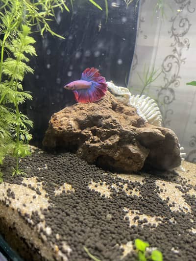 Betta fish /Red Platy
