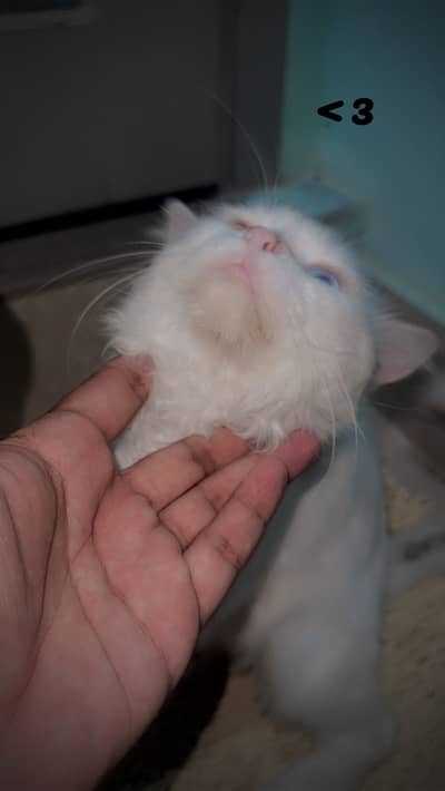 persian cat for sell