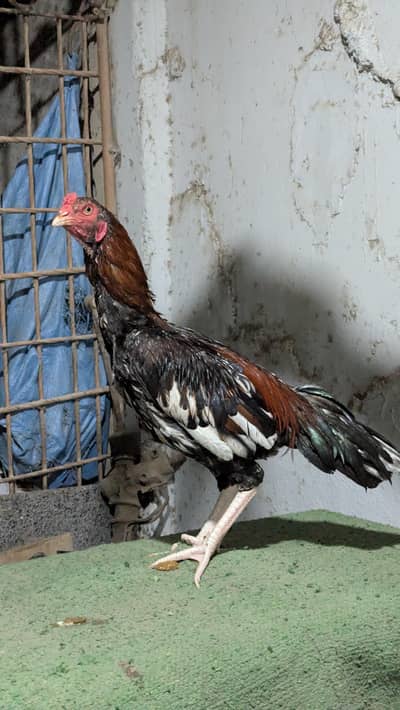 Important Aseel Males Home breed