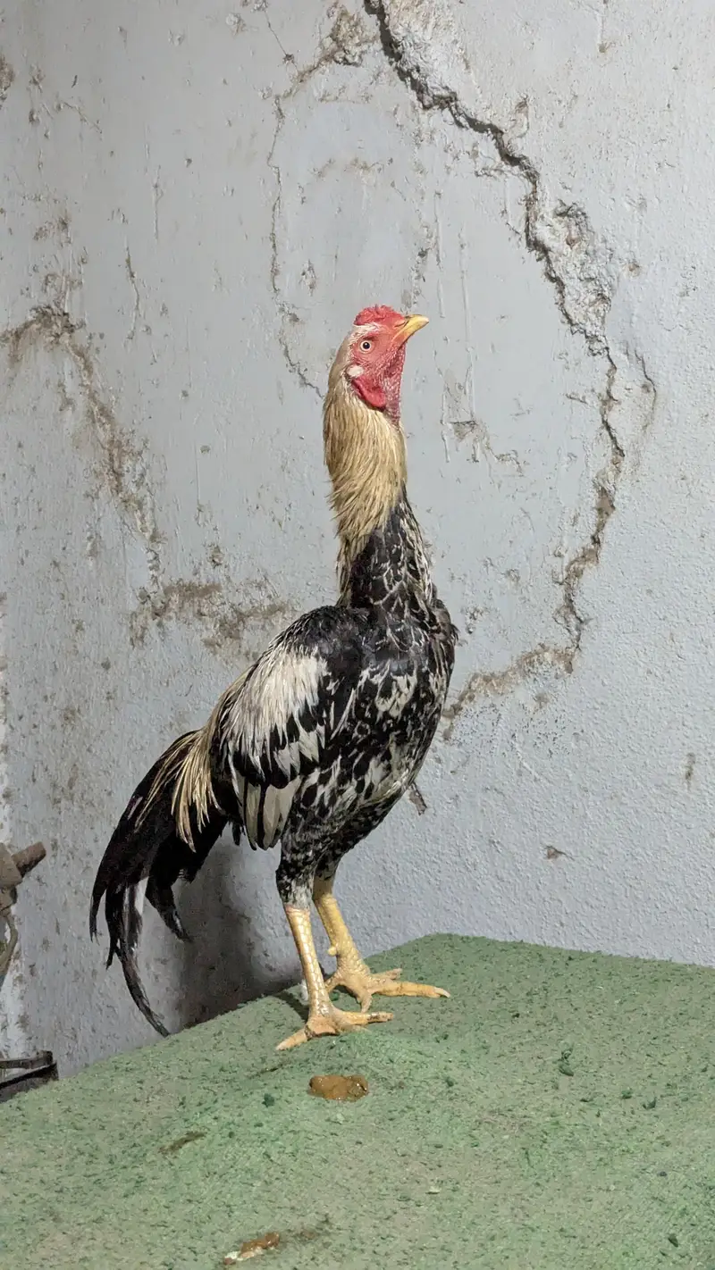 Important Aseel Males Home breed — photo 2