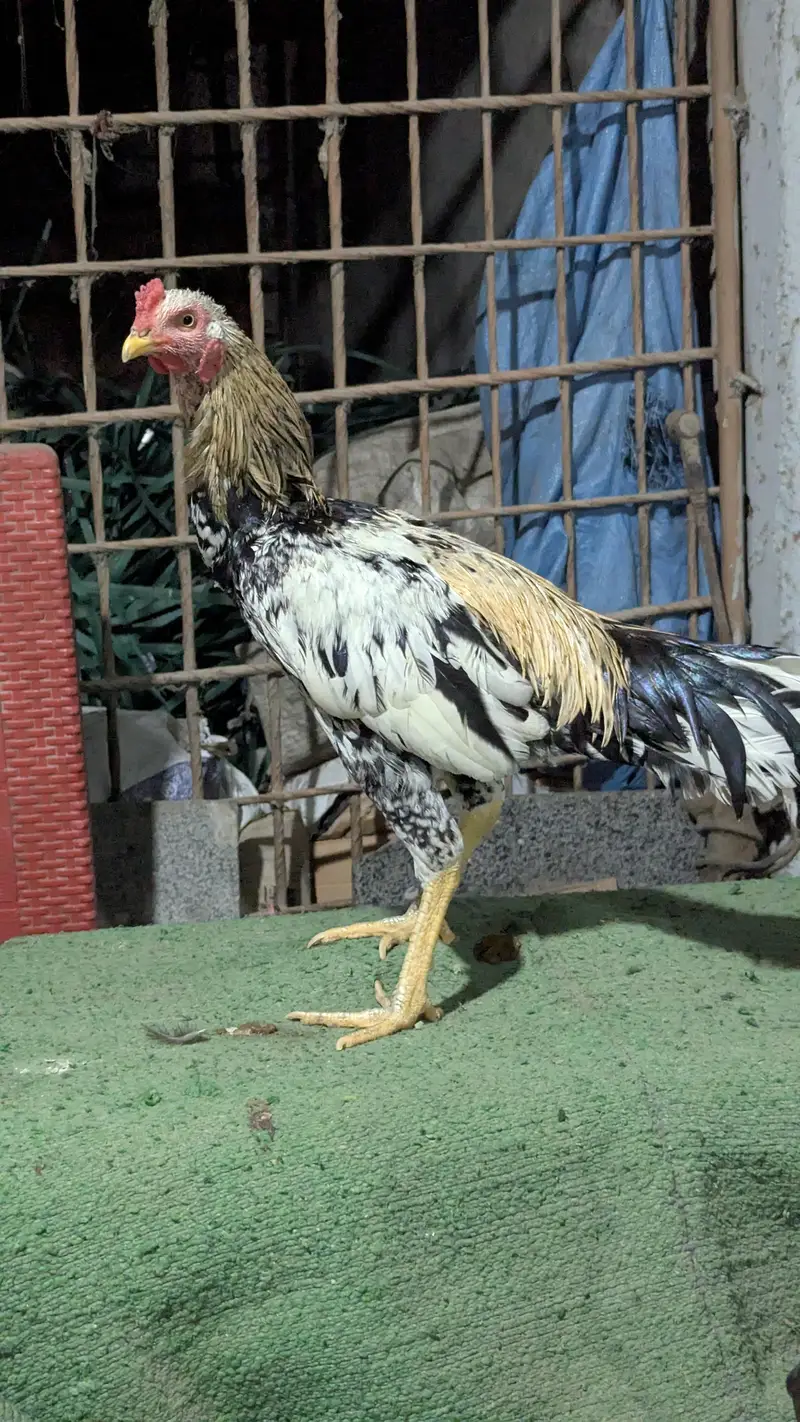 Important Aseel Males Home breed — photo 3
