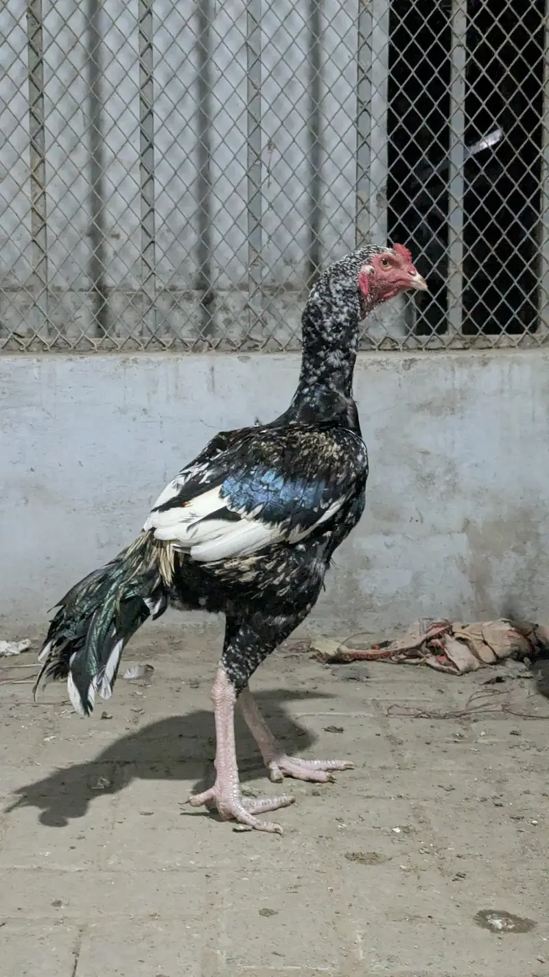 Important Aseel Males Home breed — photo 4
