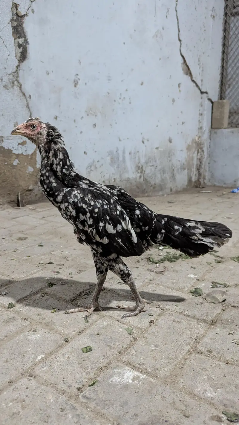 Important Aseel Males Home breed — photo 6