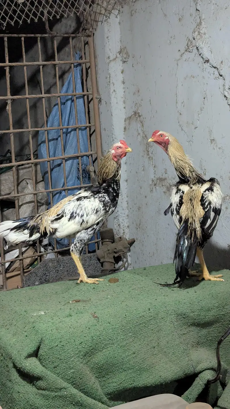 Important Aseel Males Home breed — photo 7