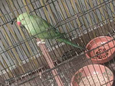 green female