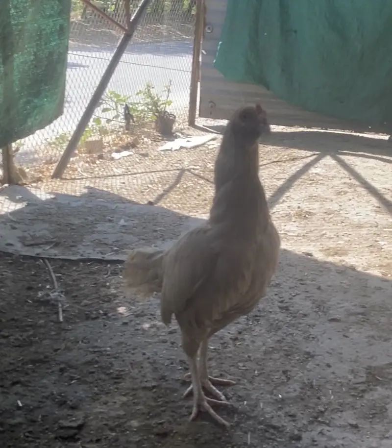 Aseel murgi — photo 10