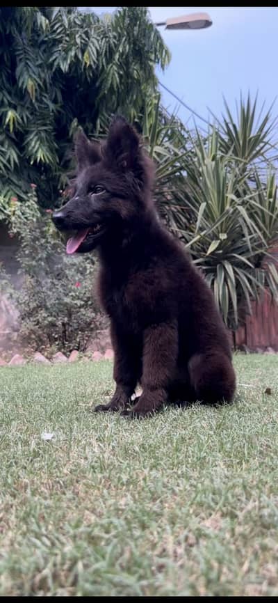 German shepherd Female extreme Quality imported parents