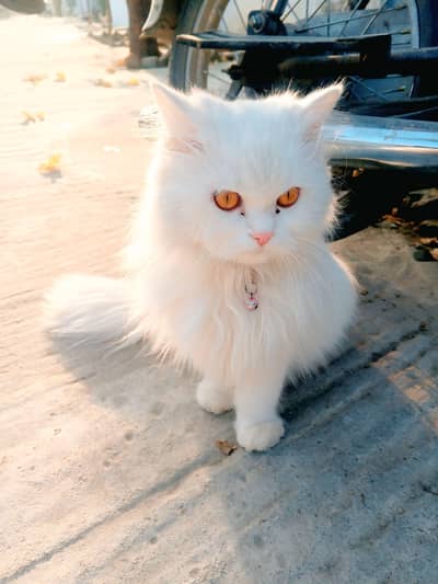 very beautiful and nice cat ever