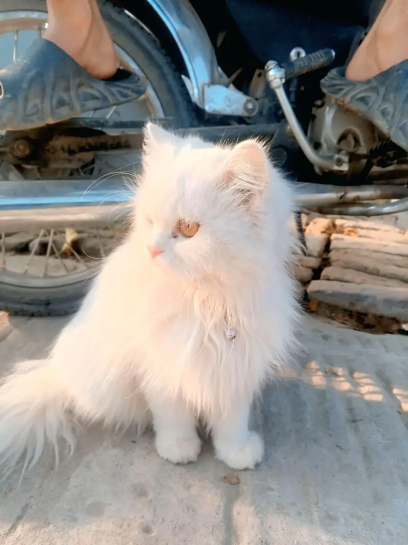 very beautiful and nice cat ever — photo 2