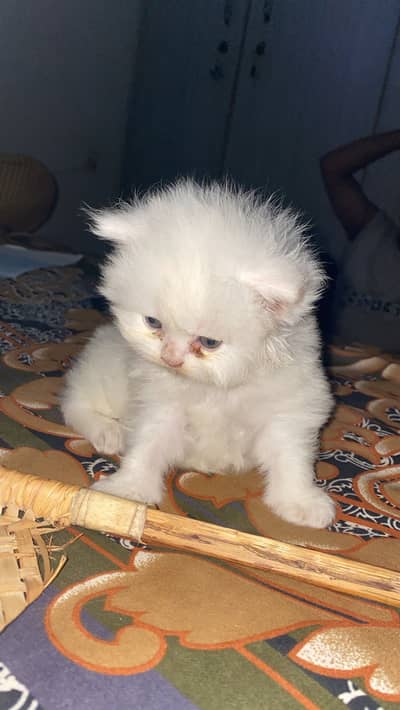 Percian Kitten Male