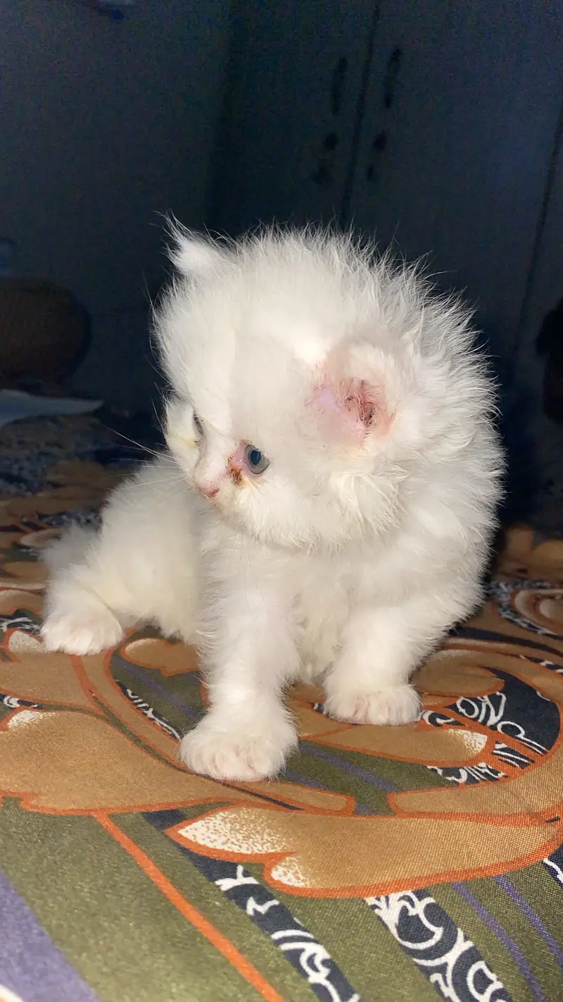 Percian Kitten Male — photo 2