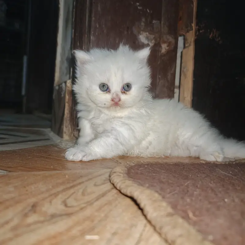 Percian Kitten Male — photo 3