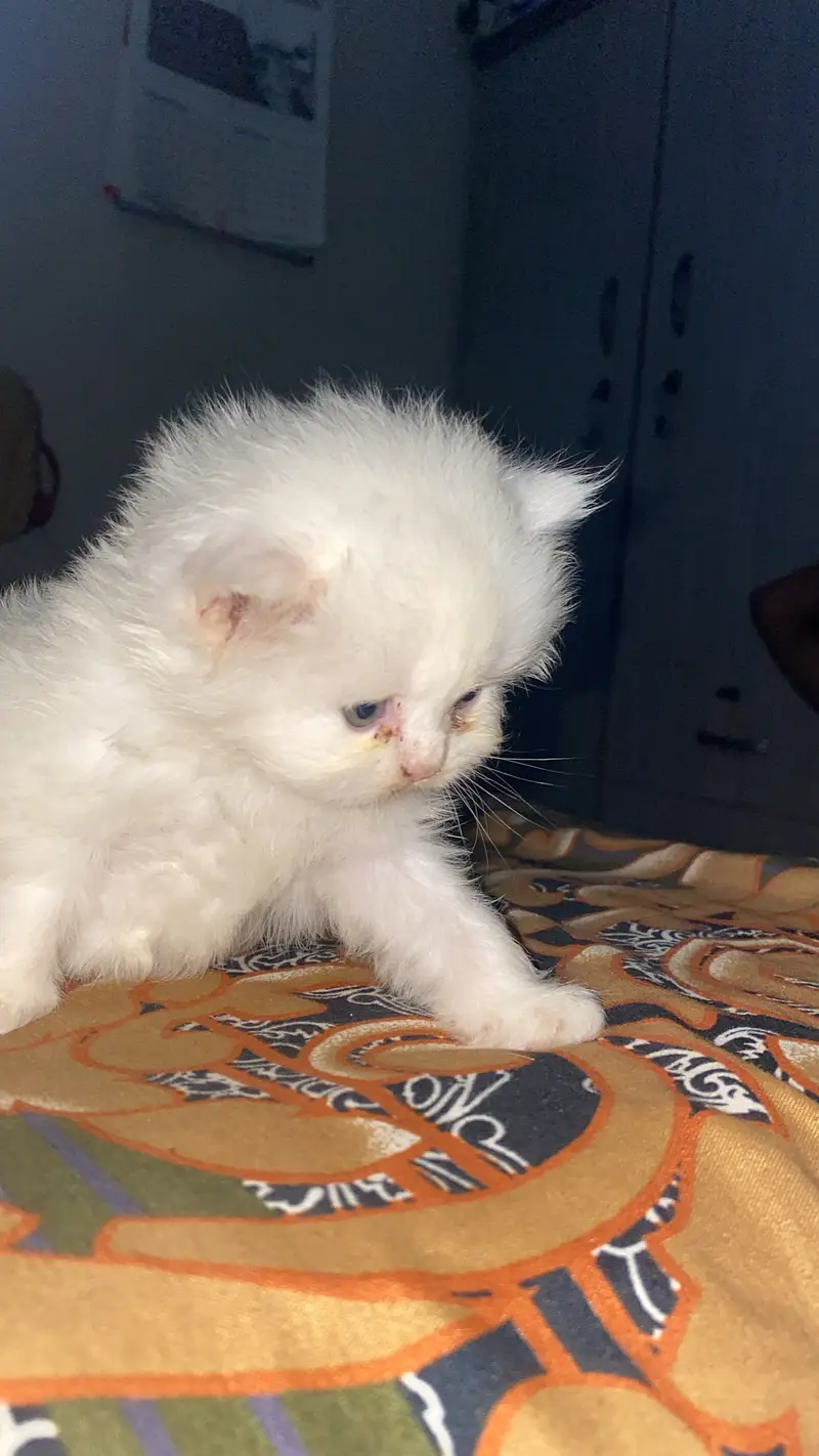 Percian Kitten Male — photo 4