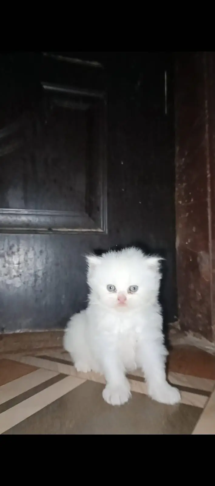 Percian Kitten Male — photo 5