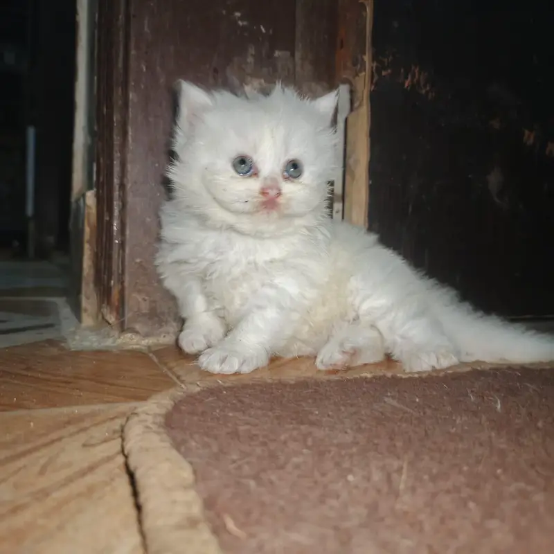 Percian Kitten Male — photo 6